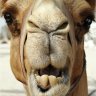 Camel44